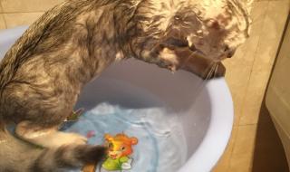 猫咪多久洗一次澡比较好